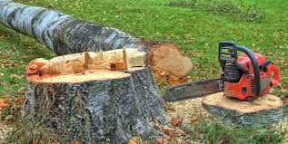 How Our Tree Care Process Works  in  Chester, WV