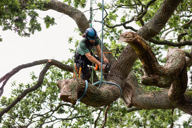 Tree and Shrub Care in Chester, WV