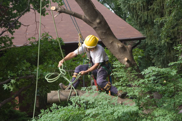 Best Pest Control for Lawns  in Chester, WV