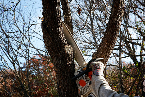 Best Leaf Removal  in Chester, WV