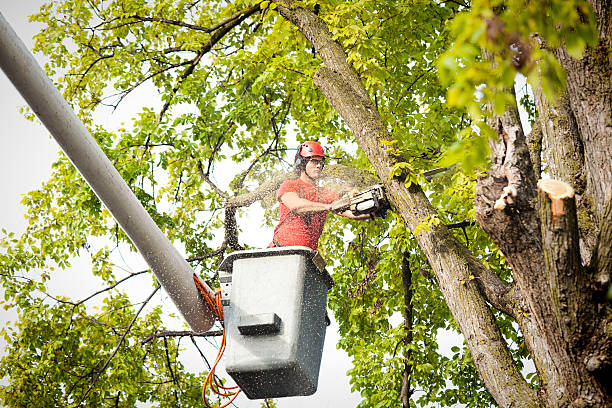 Mulching Services in Chester, WV