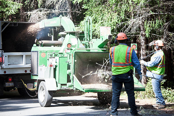 Best Stump Grinding and Removal  in Chester, WV