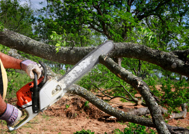 Reliable Chester, WV Tree Care Solutions